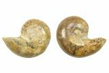 Jurassic Cut & Polished Nautilus (Cymatoceras) Fossil -Madagascar #282747-1